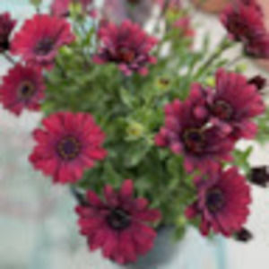 Meet your Posher, Tami